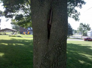 Tree Crevice